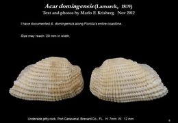 Image of <i>Acar domingensis</i>