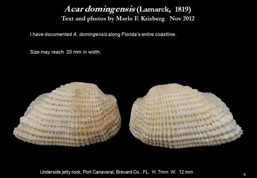 Imagem de <i>Acar domingensis</i>