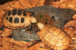 Image of Elongated Tortoise