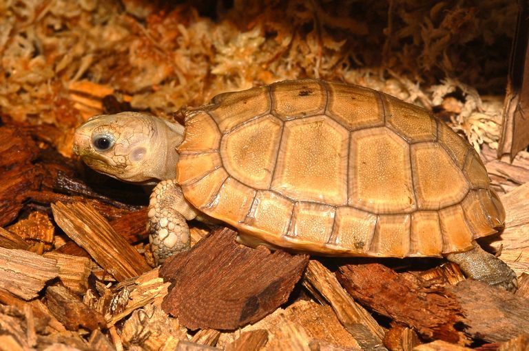 Image of Elongated Tortoise