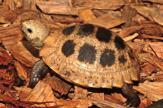 Image of Elongated Tortoise