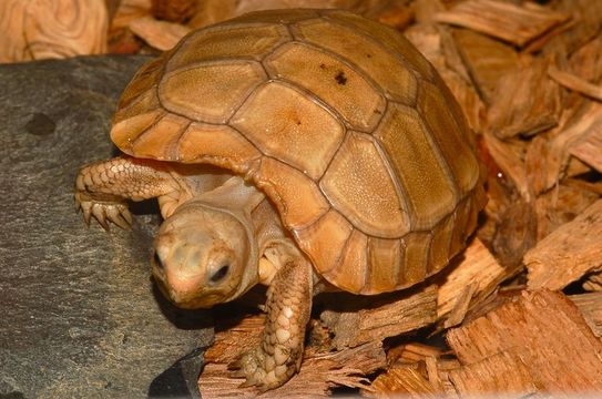 Image of Elongated Tortoise