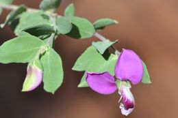 Image of myrtle-leaf milkwort