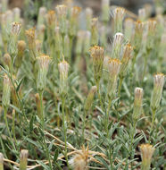 Image de Brickellia oblongifolia var. linifolia (D. C. Eat.) B. L. Rob.