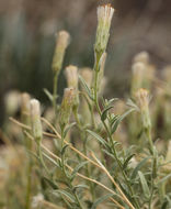 Image de Brickellia oblongifolia var. linifolia (D. C. Eat.) B. L. Rob.