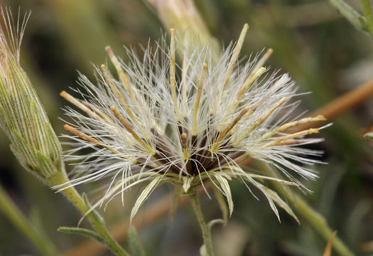 Image de Brickellia oblongifolia var. linifolia (D. C. Eat.) B. L. Rob.