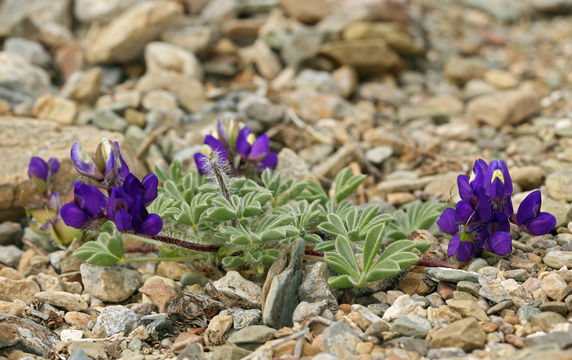 Imagem de Lupinus flavoculatus A. Heller