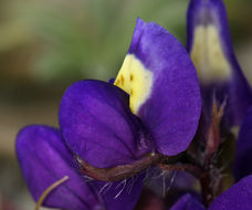 Imagem de Lupinus flavoculatus A. Heller