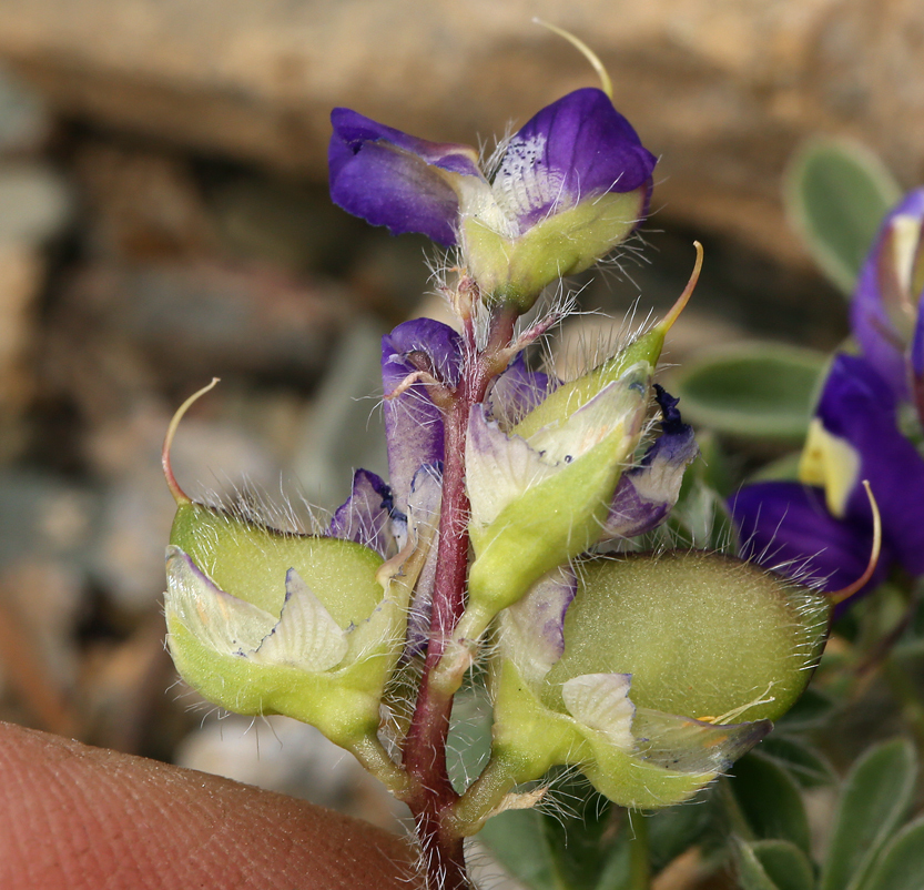 Imagem de Lupinus flavoculatus A. Heller