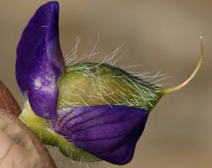 Imagem de Lupinus flavoculatus A. Heller