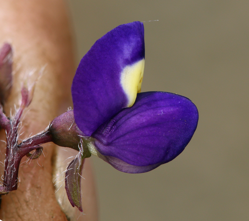 Imagem de Lupinus flavoculatus A. Heller