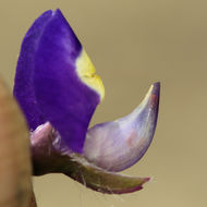 Imagem de Lupinus flavoculatus A. Heller