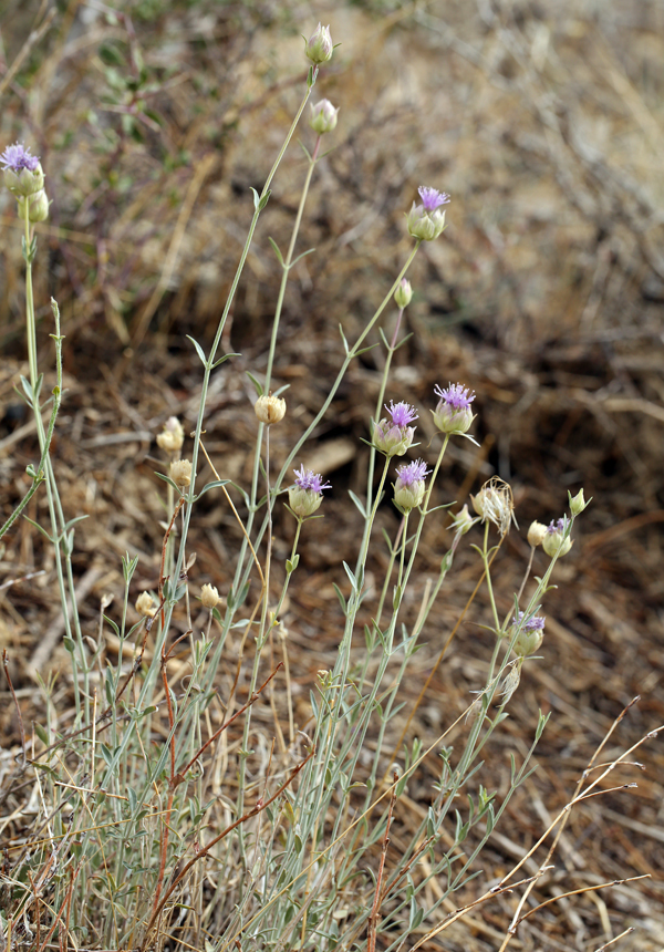 صورة <i>Monardella linoides</i> ssp. <i>sierrae</i>