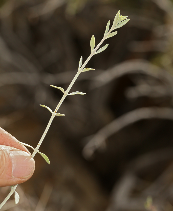 صورة <i>Monardella linoides</i> ssp. <i>sierrae</i>