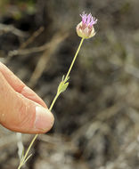 صورة <i>Monardella linoides</i> ssp. <i>sierrae</i>