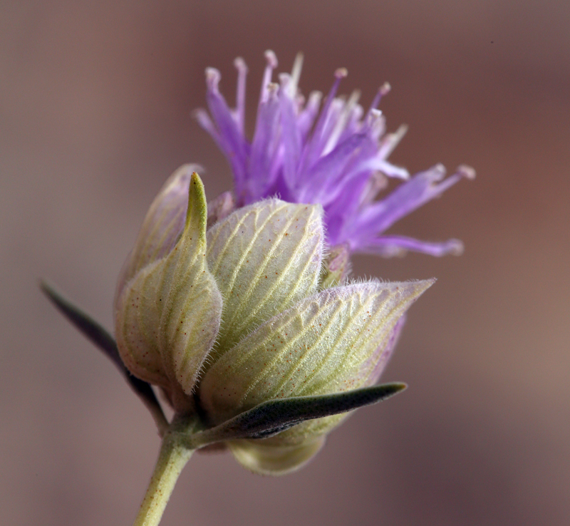 صورة <i>Monardella linoides</i> ssp. <i>sierrae</i>