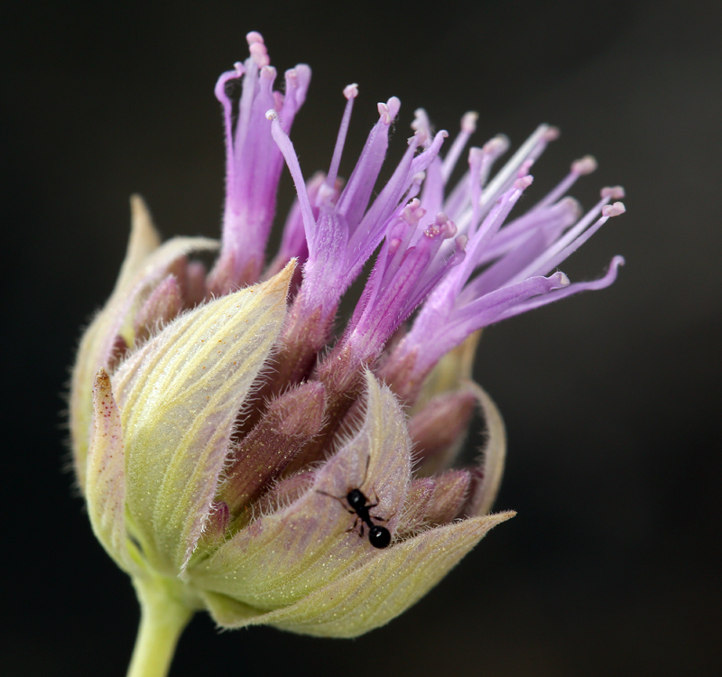 صورة <i>Monardella linoides</i> ssp. <i>sierrae</i>