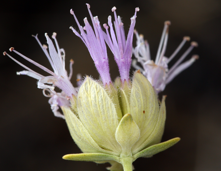 صورة <i>Monardella linoides</i> ssp. <i>sierrae</i>