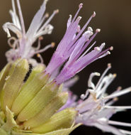 صورة <i>Monardella linoides</i> ssp. <i>sierrae</i>