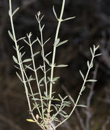 صورة <i>Monardella linoides</i> ssp. <i>sierrae</i>