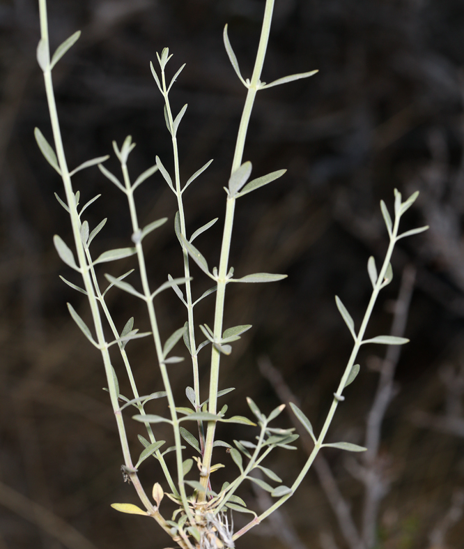 صورة <i>Monardella linoides</i> ssp. <i>sierrae</i>