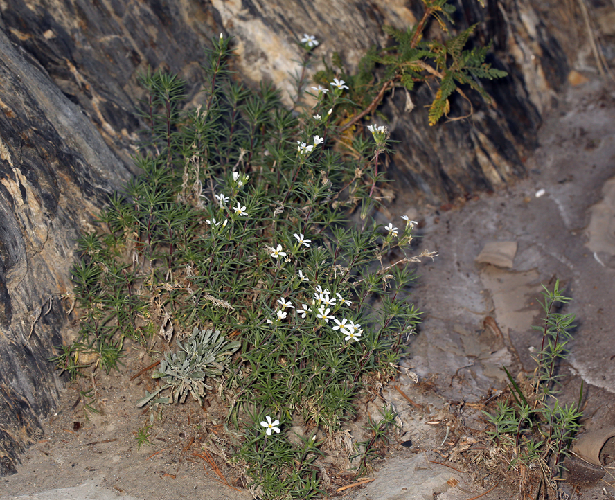 Image de Leptosiphon nuttallii subsp. pubescens (R. Patt.) J. M. Porter & L. A. Johnson