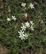 Image de Leptosiphon nuttallii subsp. pubescens (R. Patt.) J. M. Porter & L. A. Johnson