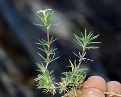 Image de Leptosiphon nuttallii subsp. pubescens (R. Patt.) J. M. Porter & L. A. Johnson