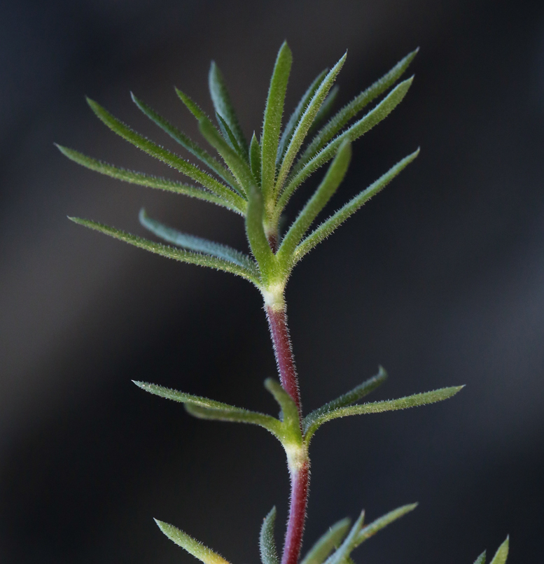 Image de Leptosiphon nuttallii subsp. pubescens (R. Patt.) J. M. Porter & L. A. Johnson