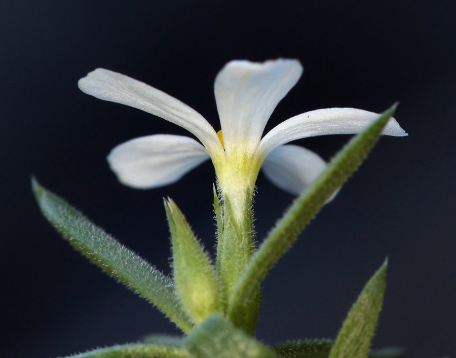 Image de Leptosiphon nuttallii subsp. pubescens (R. Patt.) J. M. Porter & L. A. Johnson