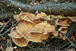 Image de Polypore géant