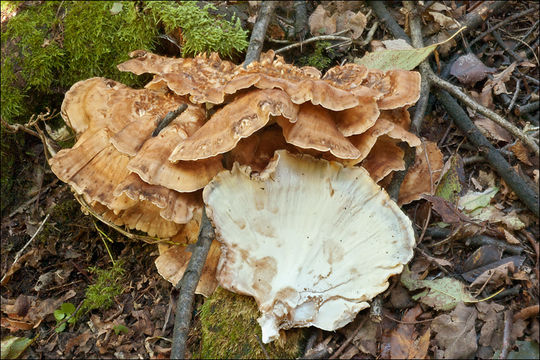 Image of Meripilus giganteus (Pers.) P. Karst. 1882