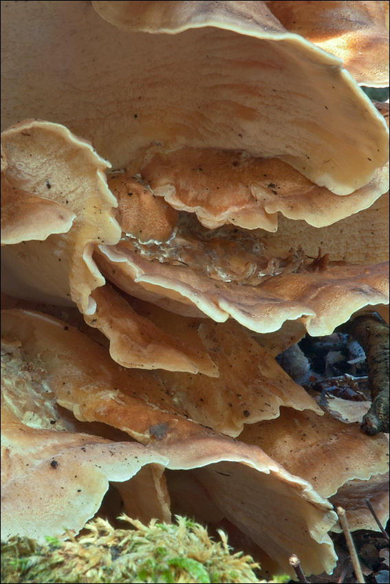 Image de Polypore géant