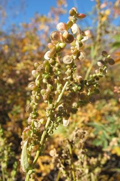 Image de Atriplex micrantha Ledeb.