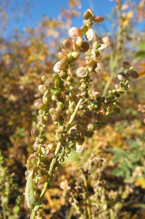 Image of twoscale saltbush