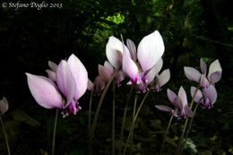 Image of baby cyclamen