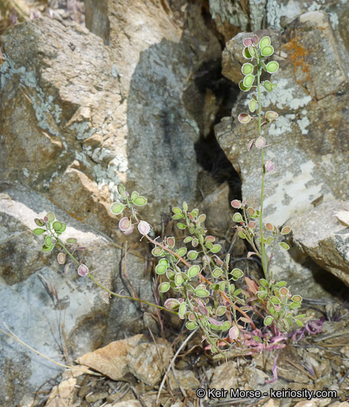 Image of Thysanocarpus laciniatus var. rigidus Munz