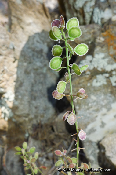 Image of Thysanocarpus laciniatus var. rigidus Munz