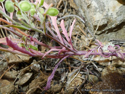 Image of Thysanocarpus laciniatus var. rigidus Munz