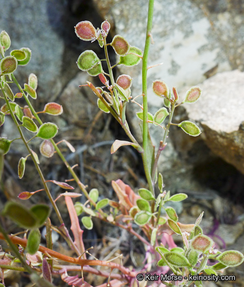 Image of Thysanocarpus laciniatus var. rigidus Munz