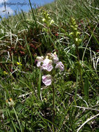 Image of Pedicularis gyroflexa Vill.