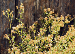 Image of whiteflower goldenbush