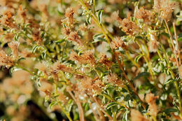 Image of whiteflower goldenbush