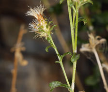 Image of whiteflower goldenbush