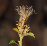 Image of whiteflower goldenbush