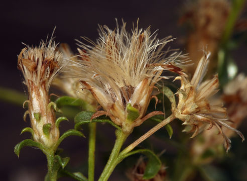 Image of whiteflower goldenbush