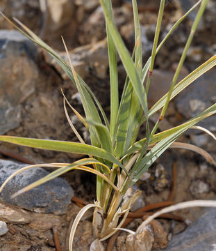 Hilaria jamesii (Torr.) Benth. resmi