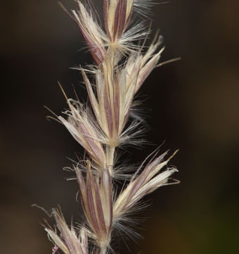 Слика од Hilaria jamesii (Torr.) Benth.