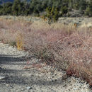 Eriogonum deflexum var. baratum (Elmer) Reveal resmi