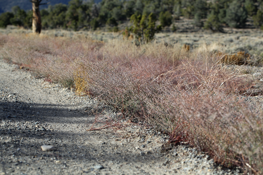 Eriogonum deflexum var. baratum (Elmer) Reveal resmi